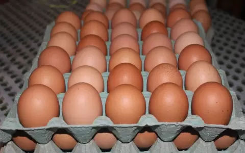 Producci�n av�cola.