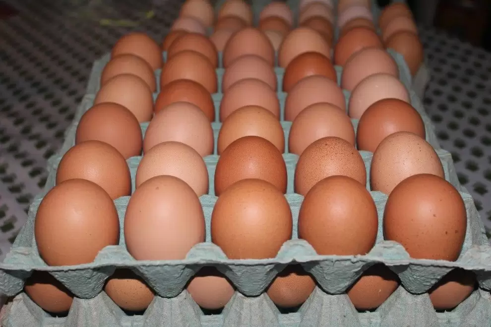 Alerta de Sedeco: cuidado con los productos falsos que imitan a "Nutrihuevos"