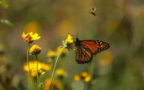 "Jaha Katu": A buscar insectos en el Centro Hist�rico de Asunci�n