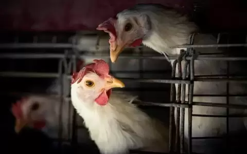 Gripe aviar: el nivel de contagio es in�dito y la OMS pide prepararse para evitar lo peor