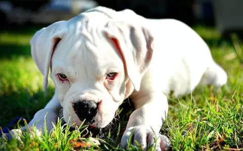 Joven malviviente rob� hasta el cachorro de una vivienda