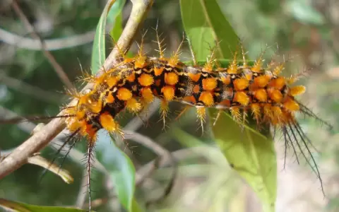 Los gusanos son claves en la naturaleza