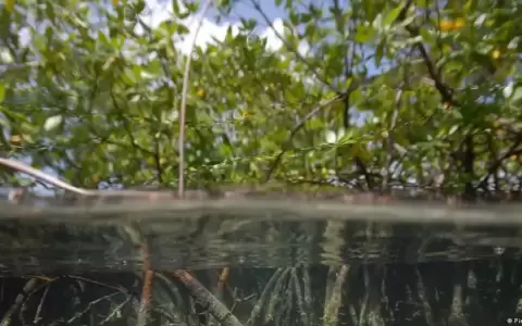 Colombia, centro mundial de la conservaci�n del manglar