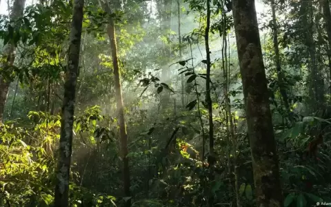 Fotos�ntesis de los bosques tropicales podr�a fallar pronto