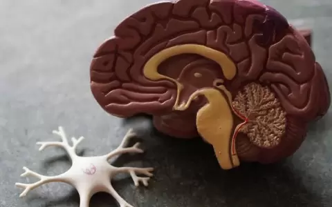 Identifican una nueva enfermedad gen�tica que afecta al sistema nervioso y provoca fallo hep�tico en los m�s j�venes