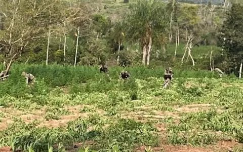M�s de 5.400 kilos de marihuana fueron incinerados en el Operativo Alianza XXXIX