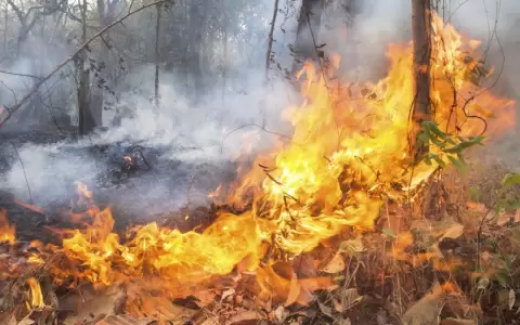 Voraz incendio en ruta Luque-San Ber no da tregua