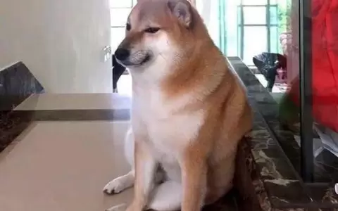 Balltze, el perrito meme m�s viral en internet muri� de c�ncer