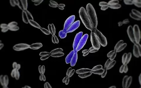 Descifran el cromosoma Y, la �ltima pieza del genoma humano