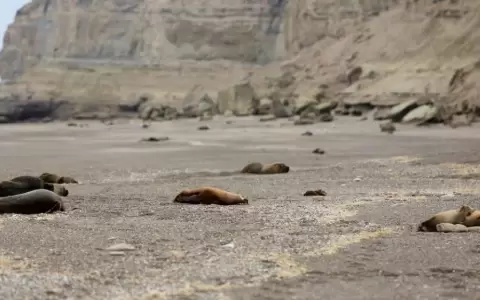 La gripe aviar avanza hacia el sur y se ensa�a con los lobos marinos en la Patagonia argentina