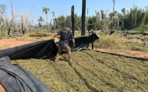 Senad anula cerca de 20 toneladas de marihuana en Reserva Morombi