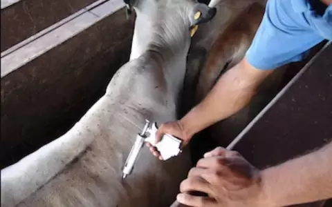 Detectan caso de brucelosis en animal bovino en Veterinaria UNA
