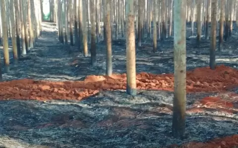 Hombre falleci� intentando sofocar incendio de eucaliptal en Azotey
