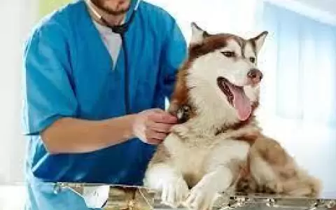 En Paraguay se celebra hoy el D�a del Profesional en Veterinaria