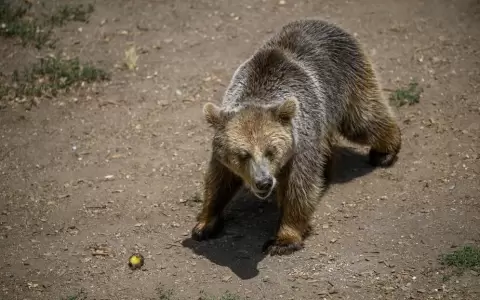 Un oso escapa de su caja en la bodega de un avi�n y retrasa el vuelo en Dub�i