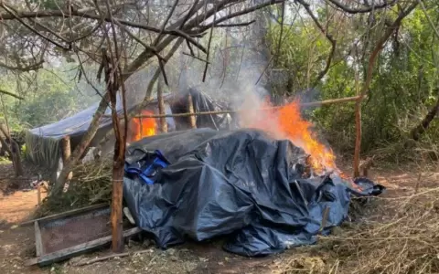 Senad destruye m�s de 27 toneladas de marihuana en Concepci�n
