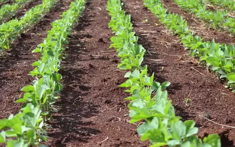 Siembra de esperanza: preparativos para la campa�a 2023/2024 de soja