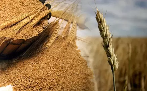 Desaf�os clim�ticos y econ�micos afectan los rendimientos del trigo.