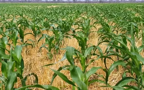 Sector agr�cola, preocupado por la influencia del pacto verde europeo en el desarrollo del Chaco