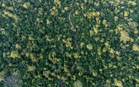 Proponen crear una ley para atender los cr�ditos de carbono
