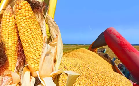 Paraguay registra importante descenso del 30% en ingresos por exportaci�n de ma�z