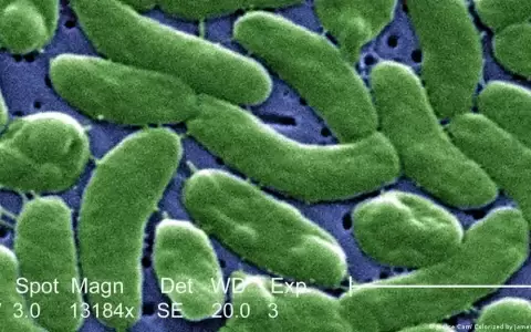 Alerta en EE. UU. por infecciones con "bacteria carn�vora"