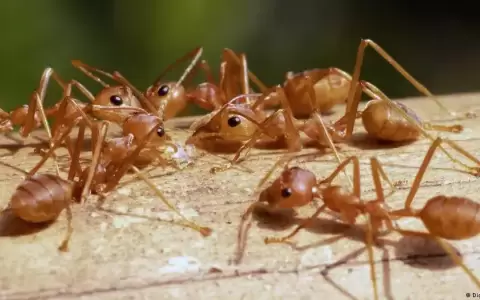 Las especies invasoras avanzan con el calentamiento global