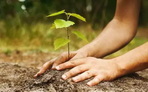 CAF invierte USD 15 millones en proyecto de reforestaci�n en Paraguay