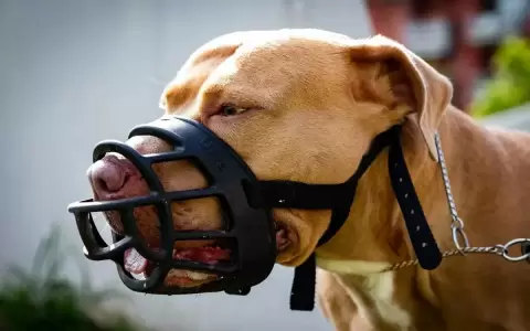 El pitbull logr� proteger a su familia y dispersar a los supuestos adictos.