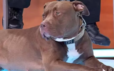 �Por qu� Reino Unido prohibi� la raza de perro American Bully XL?