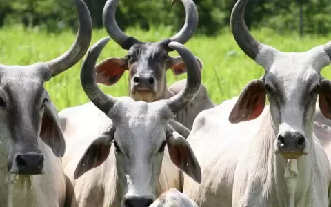 Ganado gordo de exportaci�n encuentra estabilidad luego de una tendencia bajista