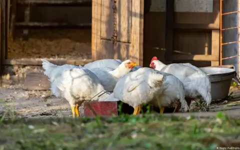 Cient�ficos utilizan IA para traducir cacareos de gallinas