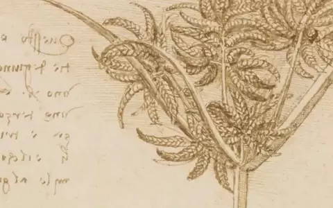 Estudio refuta famosa "regla de los �rboles" de Da Vinci