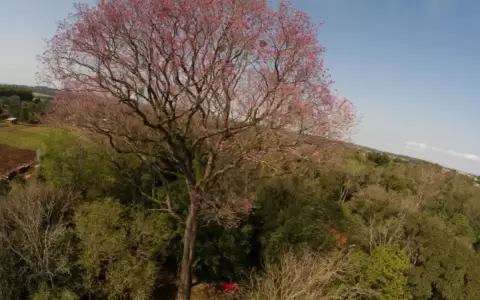 Un lapacho rosa del sur del pa�s es el nuevo �rbol consagrado Coloso de la Tierra