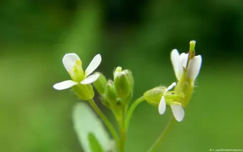 Las plantas env�an "cartas de amor" para reproducirse