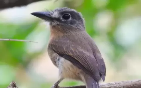Ocultos y raros, pero ah� est�n los chacur�es