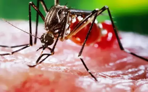Dengue: una enfermedad tropical, ahora tambi�n en Europa