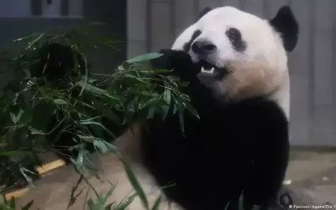 Zool�gico de Washington se despide de tres pandas gigantes