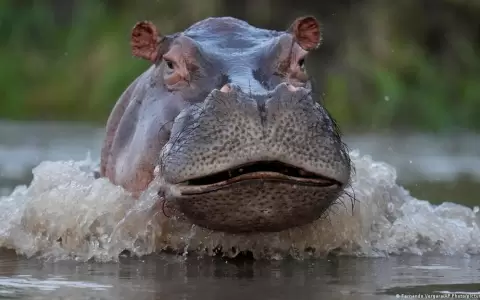 Especies ex�ticas invasoras: el costo para Latinoam�rica