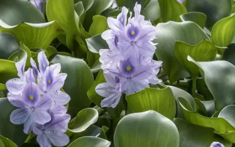 La hermosa planta de Sudam�rica que es la especie invasora m�s dominante del planeta
