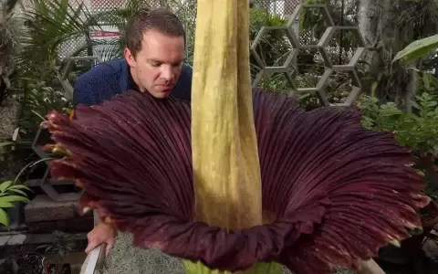 La extra�a planta que podr�a tener el peor olor del planeta