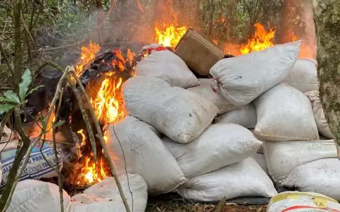 Fiscal�a incinera enorme carga de marihuana incautada