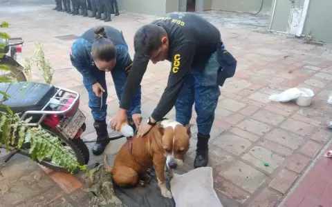 Hombre apu�al� a un pitbull de avanzada edad que aguardaba por un hogar