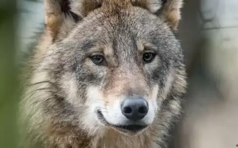 La pol�tica europea ante el dilema del lobo... �feroz?