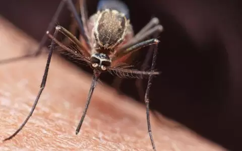 Autoridades sanitarias detectan un caso importado de malaria en Paraguay