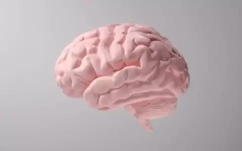 Hormonas durante la menstruaci�n modifican todo el cerebro