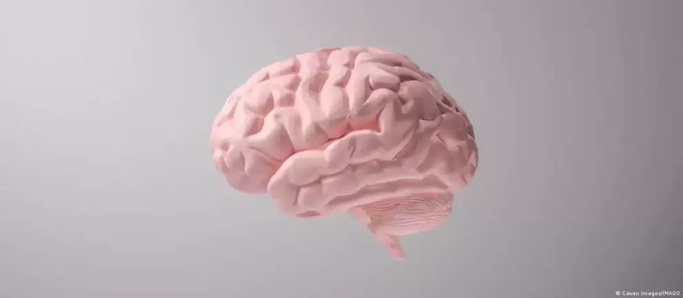 Hormonas durante la menstruaci�n modifican todo el cerebro