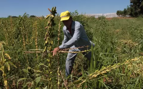 Siembra de granos contin�a a pesar de lluvias tard�as en el sector agr�cola