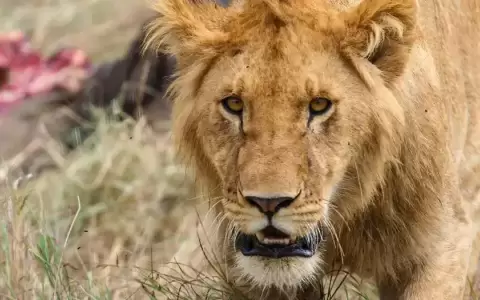El depredador que en �frica infunde m�s miedo que los leones