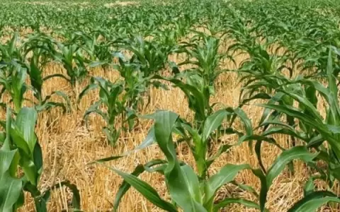 Agricultura impulsa crecimiento econ�mico nacional con un aumento del 50,1%